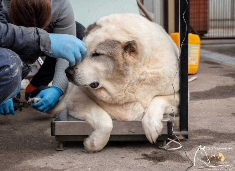 Chú chó 'vô gia cư' sở hữu cân nặng lên đến 100kg - Ảnh 1 Chú chó 'vô gia cư' sở hữu cân nặng lên đến 100kg - Ảnh 1