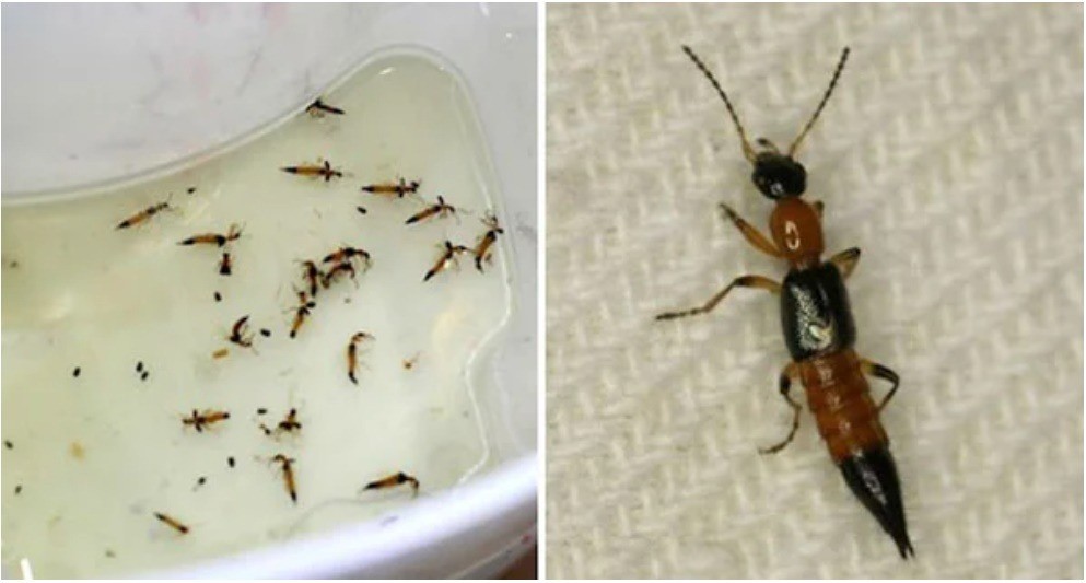 Mùa kiến ba khoang sản sinh, bỏ túi ngay các phương pháp đuổi kiến ba khoang trong nhà - Ảnh 2