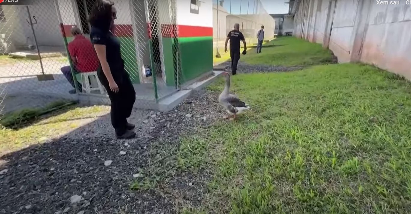 Độc lạ: Nhà tù thay chó canh gác bằng gia cầm - Ảnh 1