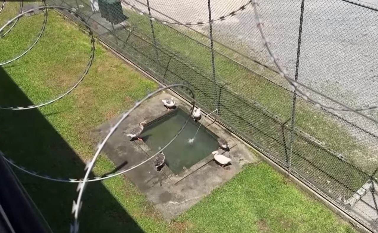 Độc lạ: Nhà tù thay chó canh gác bằng gia cầm - Ảnh 2