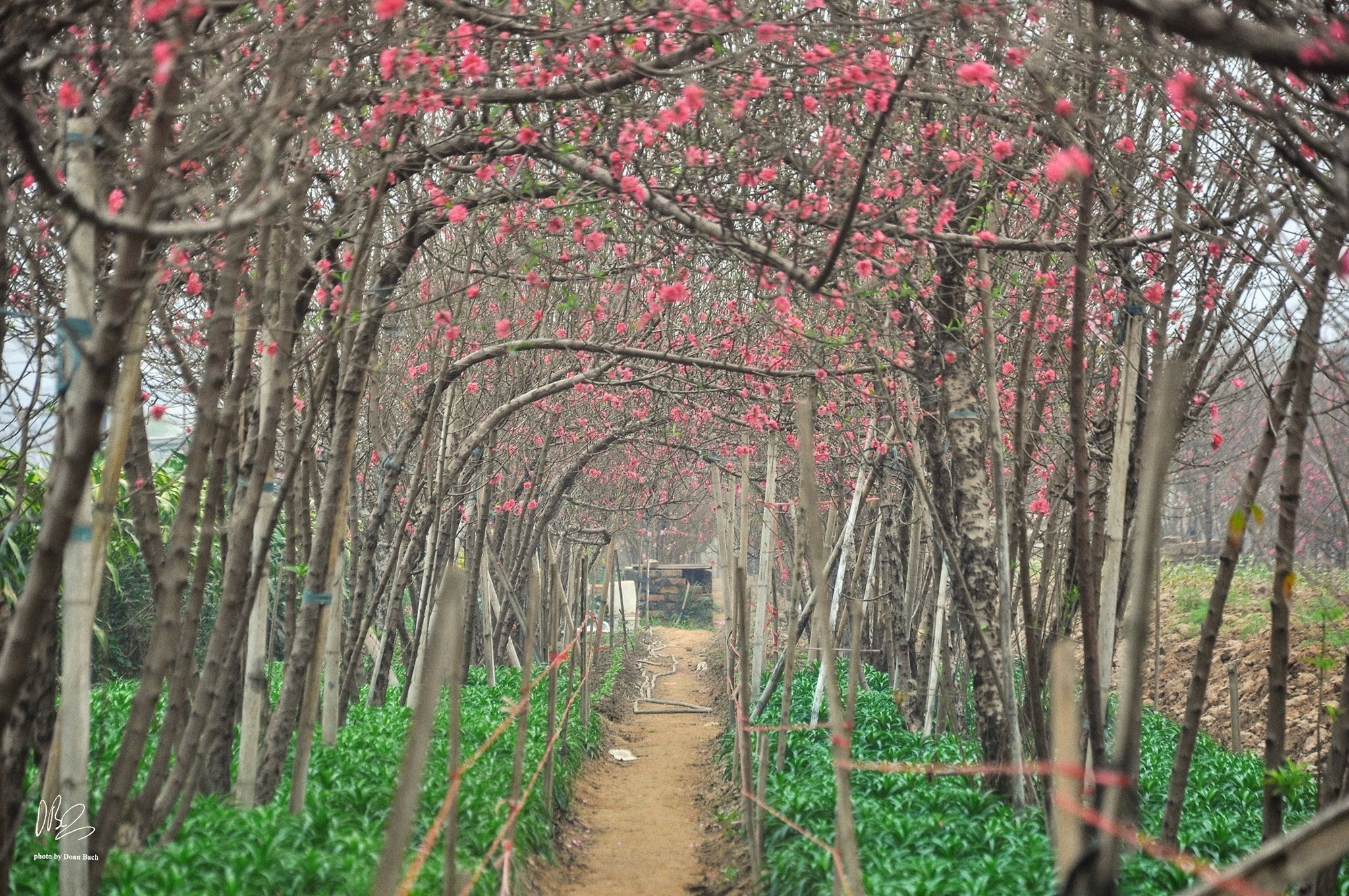 Ảnh: Doãn Bách
