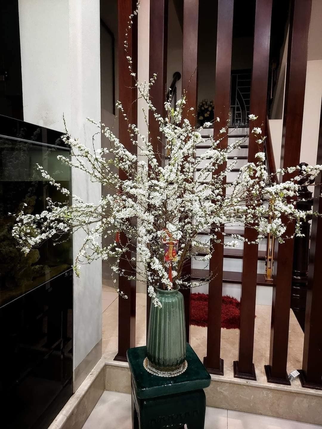 Hướng dẫn chọn tuyết mai đẹp chơi tết, lưu ý cách cắm tuyết mai sao cho bền đẹp nhất - Ảnh 3