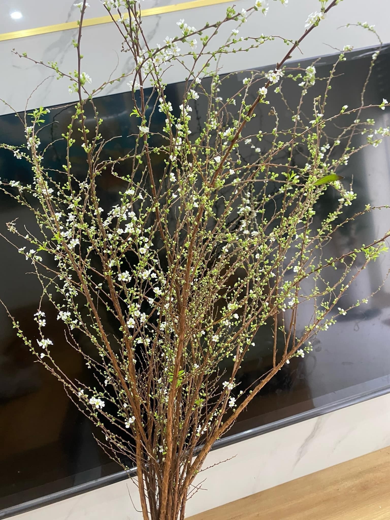 Hướng dẫn chọn tuyết mai đẹp chơi tết, lưu ý cách cắm tuyết mai sao cho bền đẹp nhất - Ảnh 2