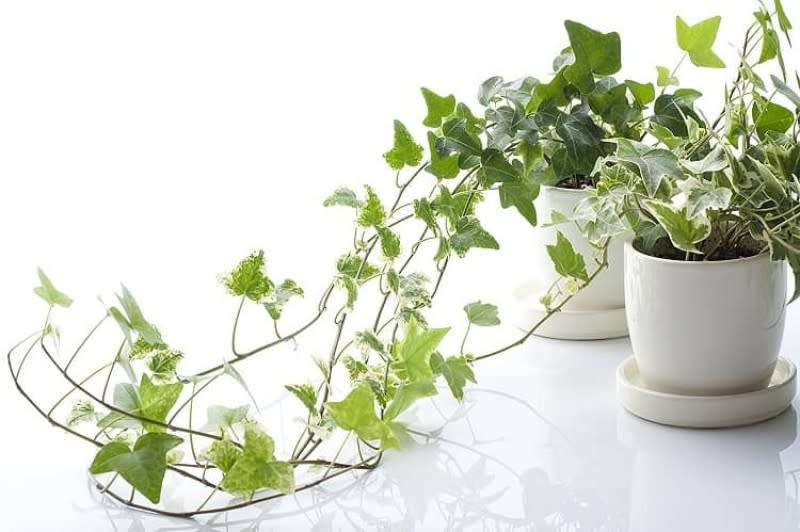 5 loại cây được chuyên gia khuyên trồng trong nhà, vừa giúp lọc khí vừa mang lại may mắn cho gia chủ