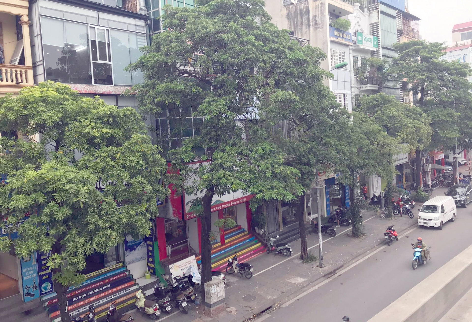 Hàng cây hoa sữa cổ thụ trên đường Nguyễn Chí Thanh đang được quận Đống Đa đề nghị di dời. Ảnh: VNN