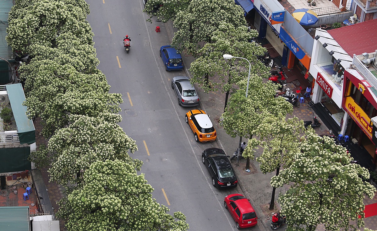 Buổi tối và sáng sớm, mùi thơm nồng nặc của hoa sữa khiến nhiều người khó chịu. Ảnh: FB