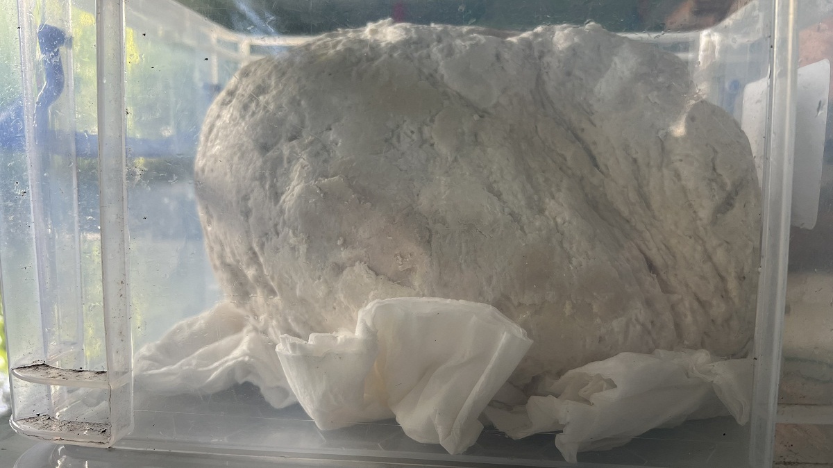 Ngư dân vớt được vật nghi long diên hương quý hiếm ở vùng biển Quảng Trị