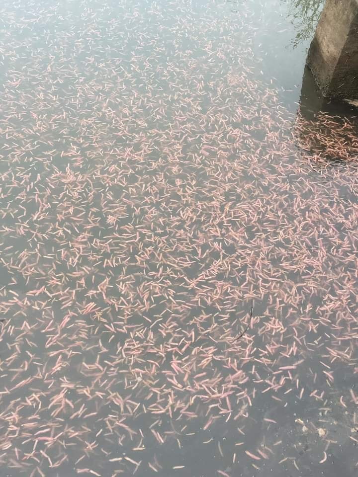 Các cụ xưa miêu tả mùa rươi ra ồ ạt khi gặp tiết, khi đến cữ: Con gì bé tí tì ti/ Mình đi dưới đất bóng đi trên trời/ Một năm mấy bận đi chơi/ Đi thời lở đất long trời mới yên...