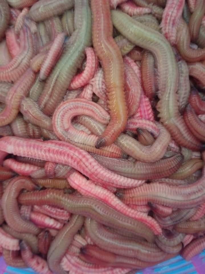 Rươi còn được nhiều người biết đến với tên gọi là rồng đất. Loài động vật này có thân mềm, nhiều tơ xung quanh mình và thuộc dòng họ giun. 