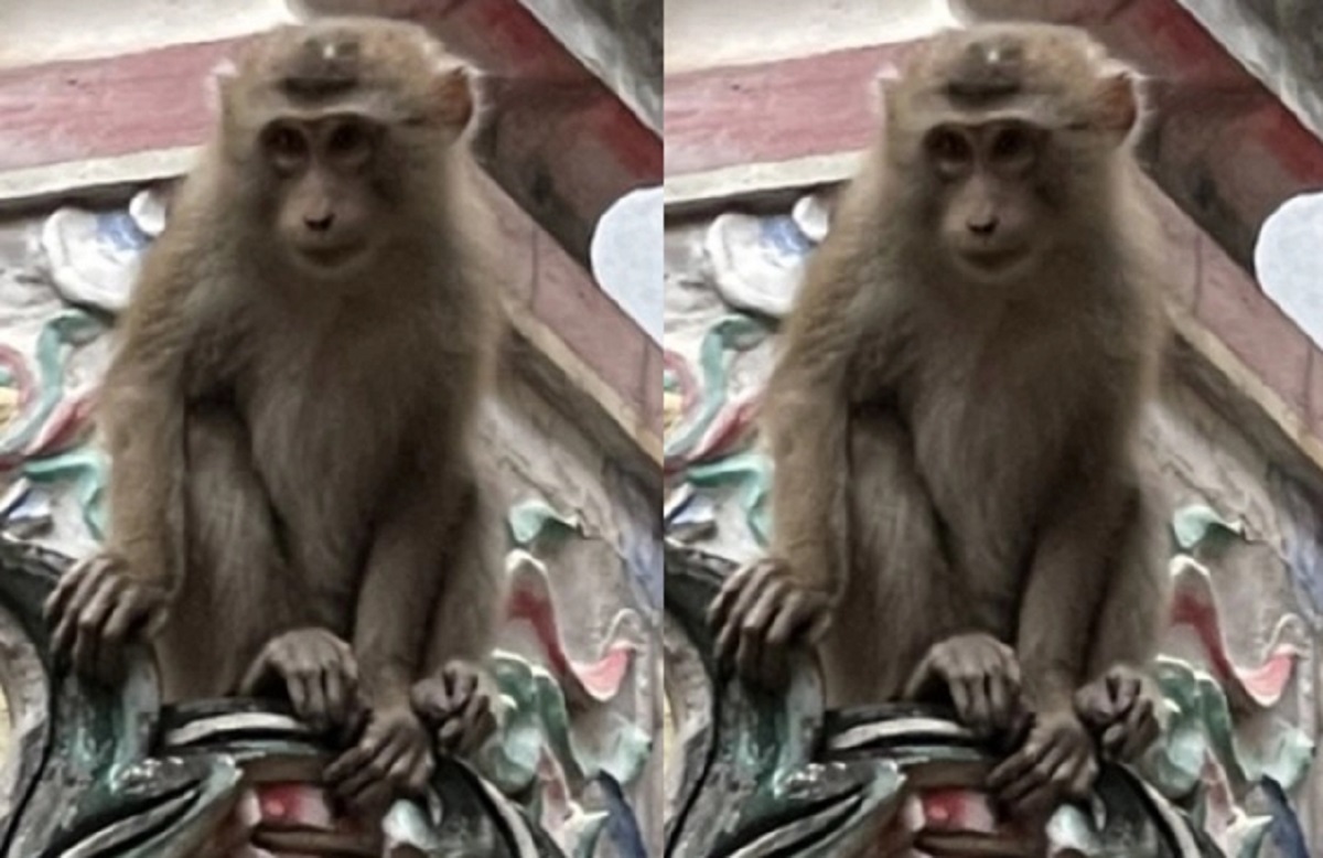 Con khỉ này nặng khoảng 8kg, không rõ từ đâu đến. Ảnh: FB