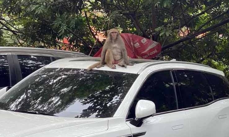 Khỉ hoang xuất hiện ở Hà Nội khiến người dân khó chịu. Ảnh: FB Khỉ hoang xuất hiện ở Hà Nội khiến người dân khó chịu. Ảnh: FB