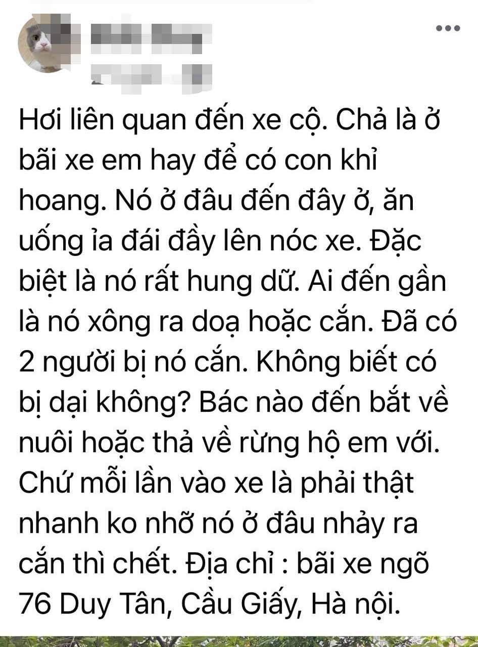 Hà Nội: Khỉ hoang tiếp tục mò vào nhà dân phá phách, ăn trộm hoa quả trên bàn thờ