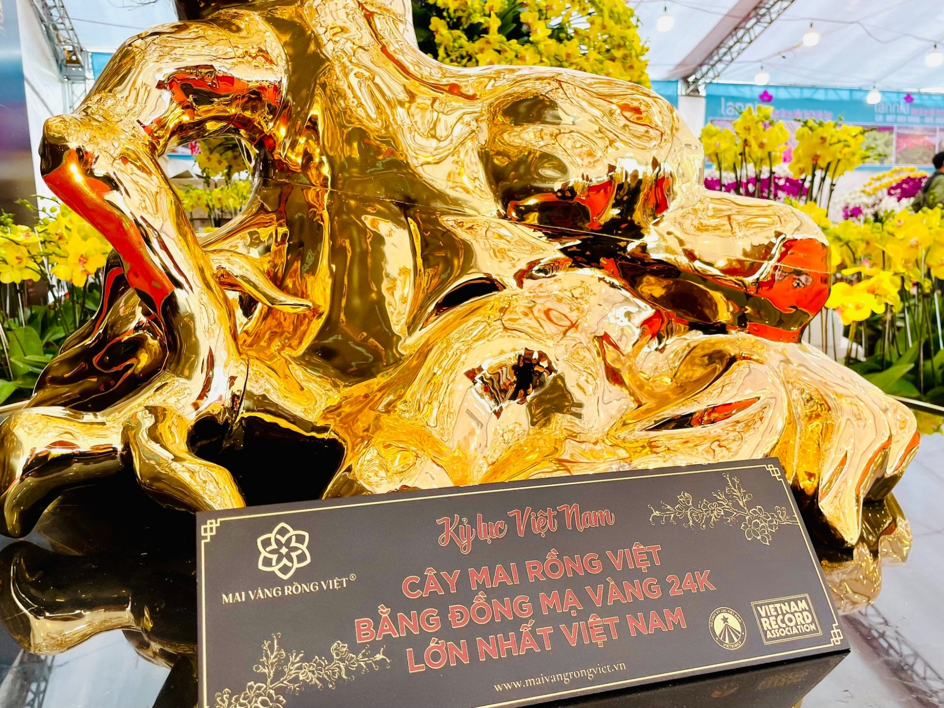 Cây Mai Đại Phúc cao 3 mét vinh dự được Sách kỷ lục Việt Nam trao chứng nhận “Cây Mai Đại Phúc bằng đồng mạ vàng 24k lớn nhất Việt Nam”. Ảnh: TP