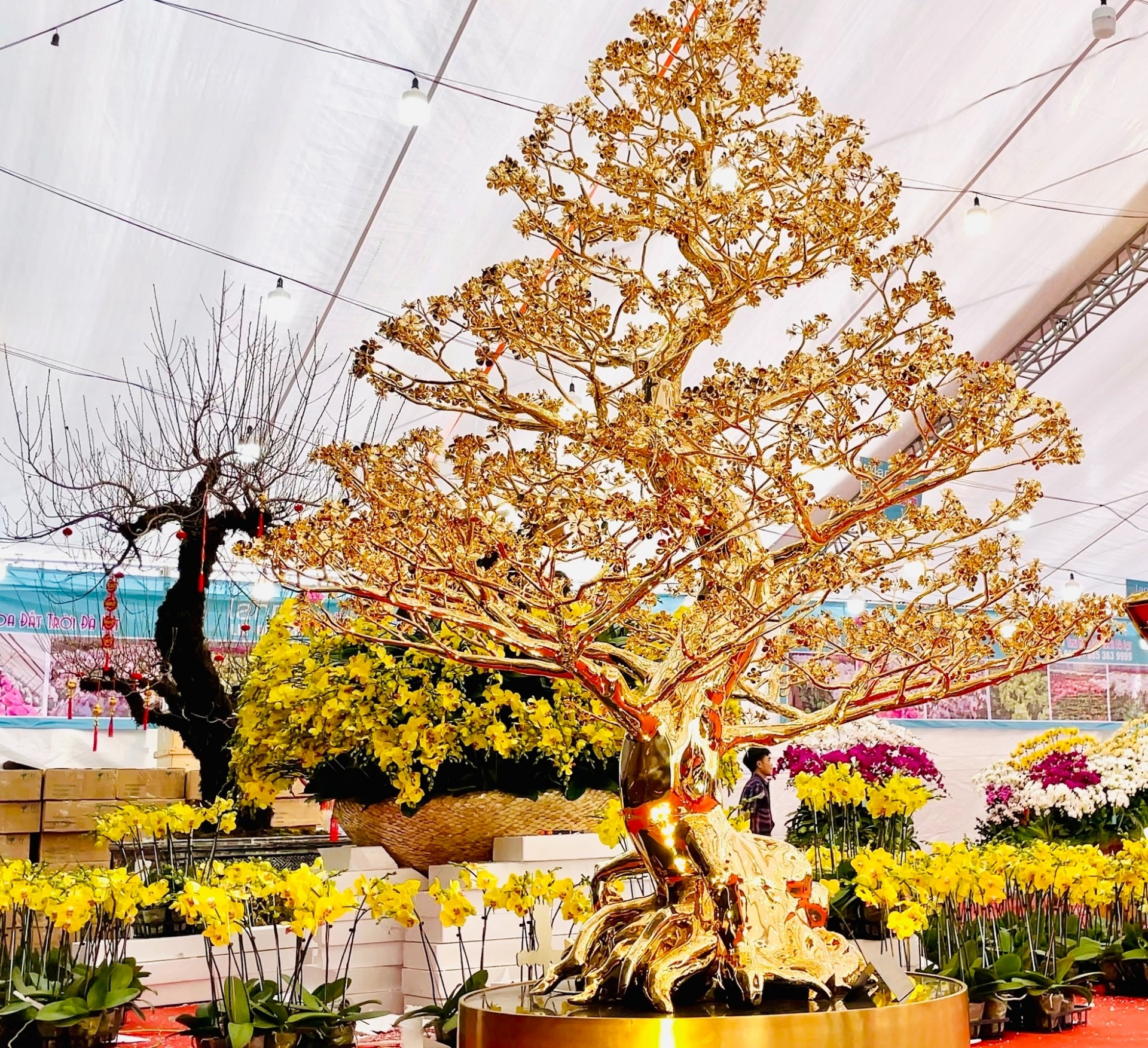 Cận cảnh cây mai mạ vàng giá 6 tỷ đồng vừa đạt kỷ lục Việt Nam - Ảnh 1