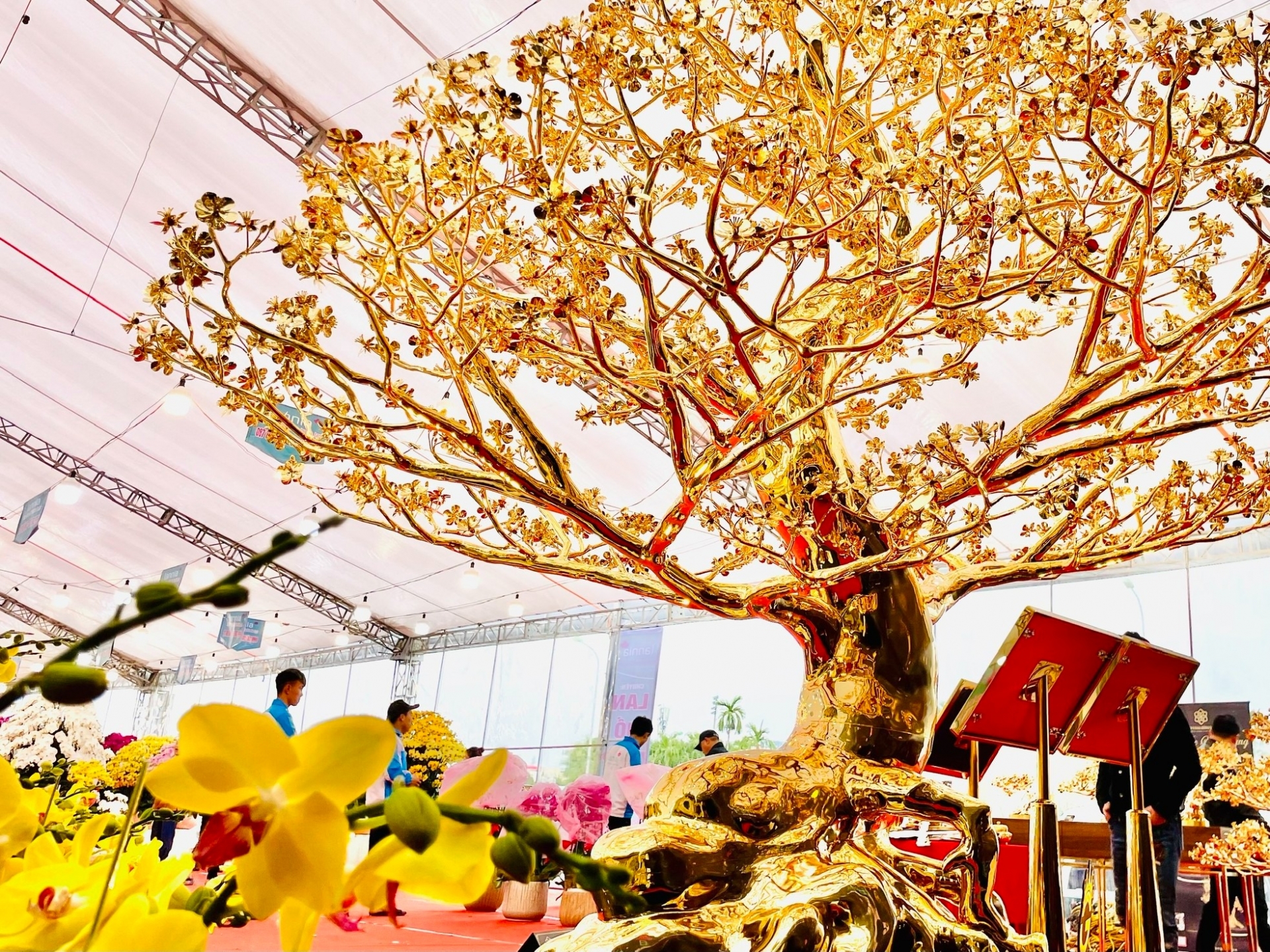 Cây Mai Đại Phúc với dáng trực uy nghiêm, thể hiện rõ sự chính trực, mạnh mẽ và tràn đầy sức sống mãnh liệt. Ảnh: TP