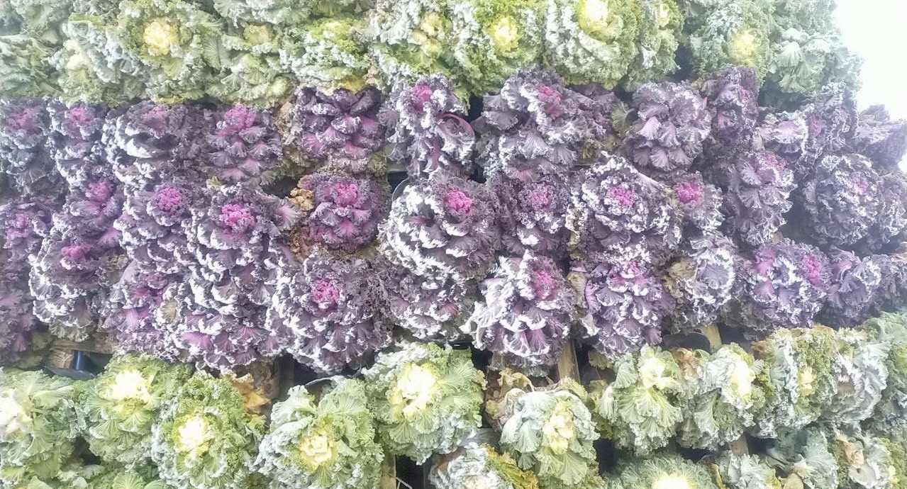 Đến 9h sáng, lớp băng vẫn còn bám trên cành cây, tán lá.