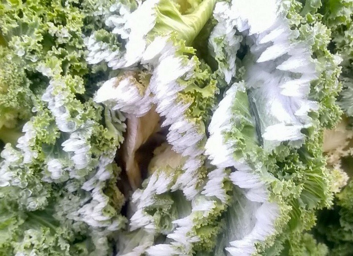 Đại diện khu du lịch Sun World Fansipan Legend cho biết băng giá phủ trắng cành cây, tán lá ở độ cao từ 2.900m trở lên.