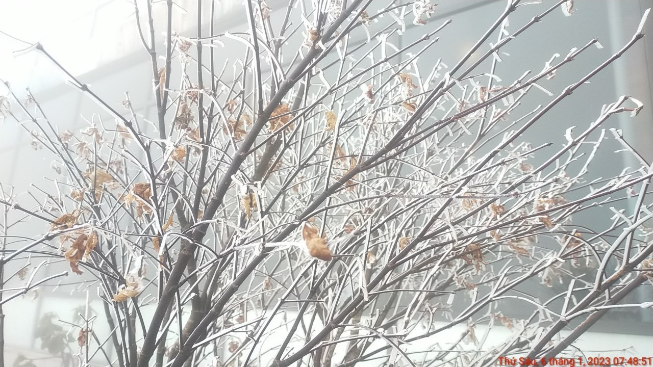 Lớp băng phủ trắng xóa trên cành cây, tán lá trải dài từ độ cao 2.900 m lên tới đỉnh 3.143 m so với mực nước biển. Ảnh: FB