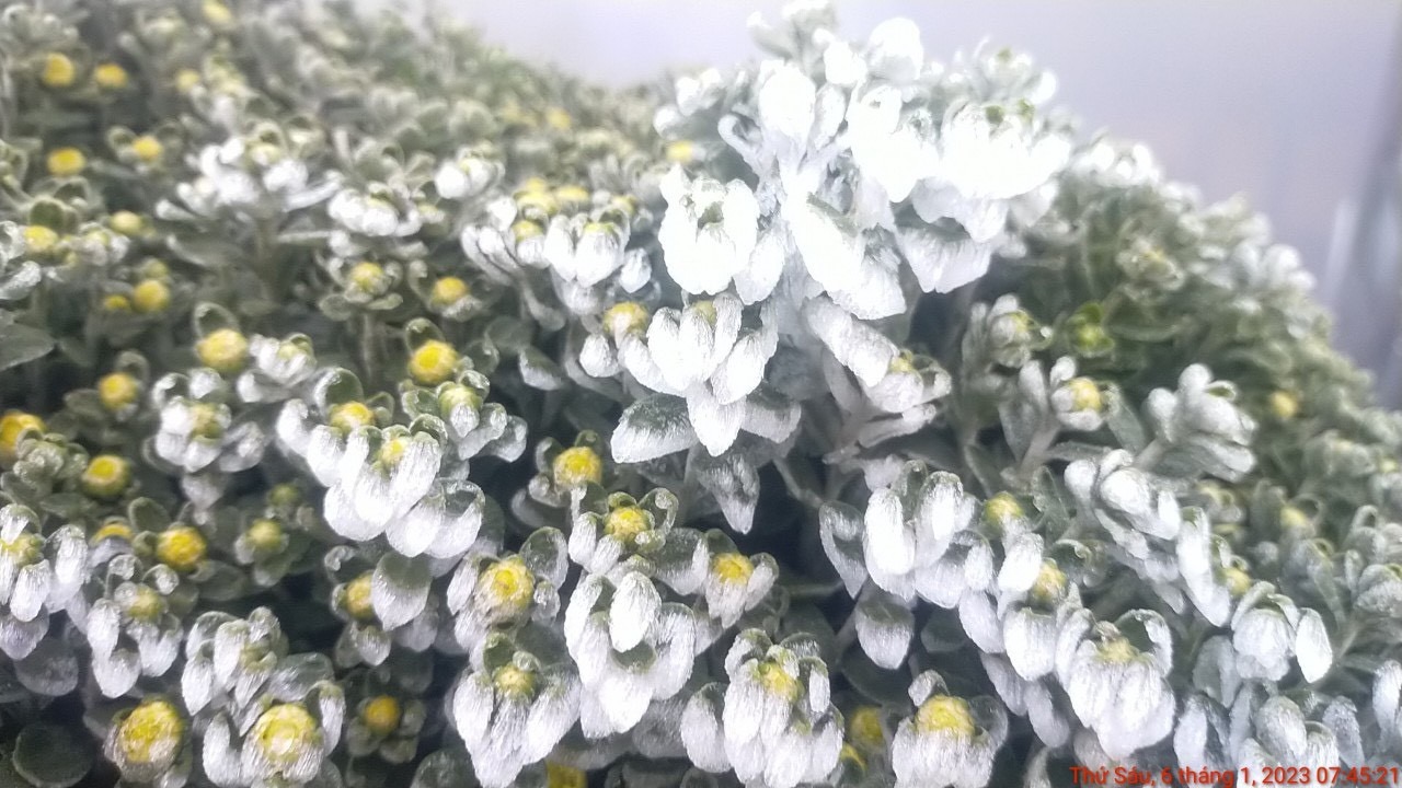 Sáng sớm nay, khu vực đỉnh Fansipan xuất hiện băng giá, sương muối. Ảnh: FB