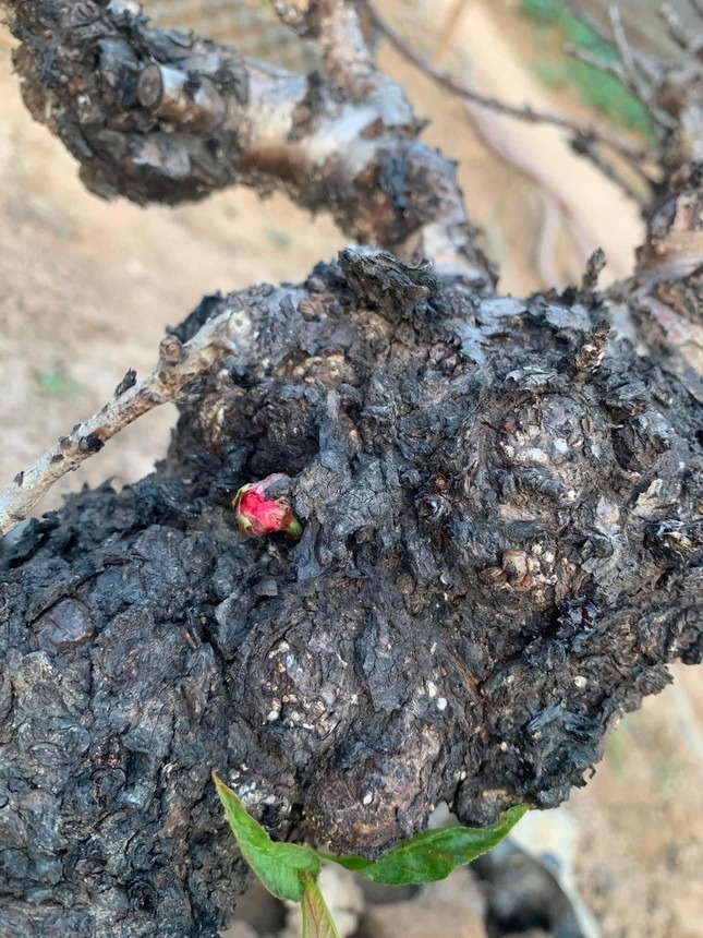 Hoa đào thất thốn. Hoa đào thất thốn.