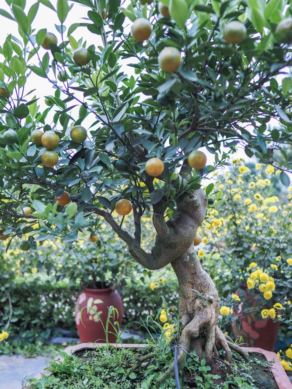 Để tạo ra một tác phẩm quất mộc căn sẽ phải mất ít nhất 3 năm, chưa kể thời gian tạo phôi. Và giá cho mỗi tác phẩm quất sẽ dao động từ 3-15 triệu đồng. Ảnh: PLO