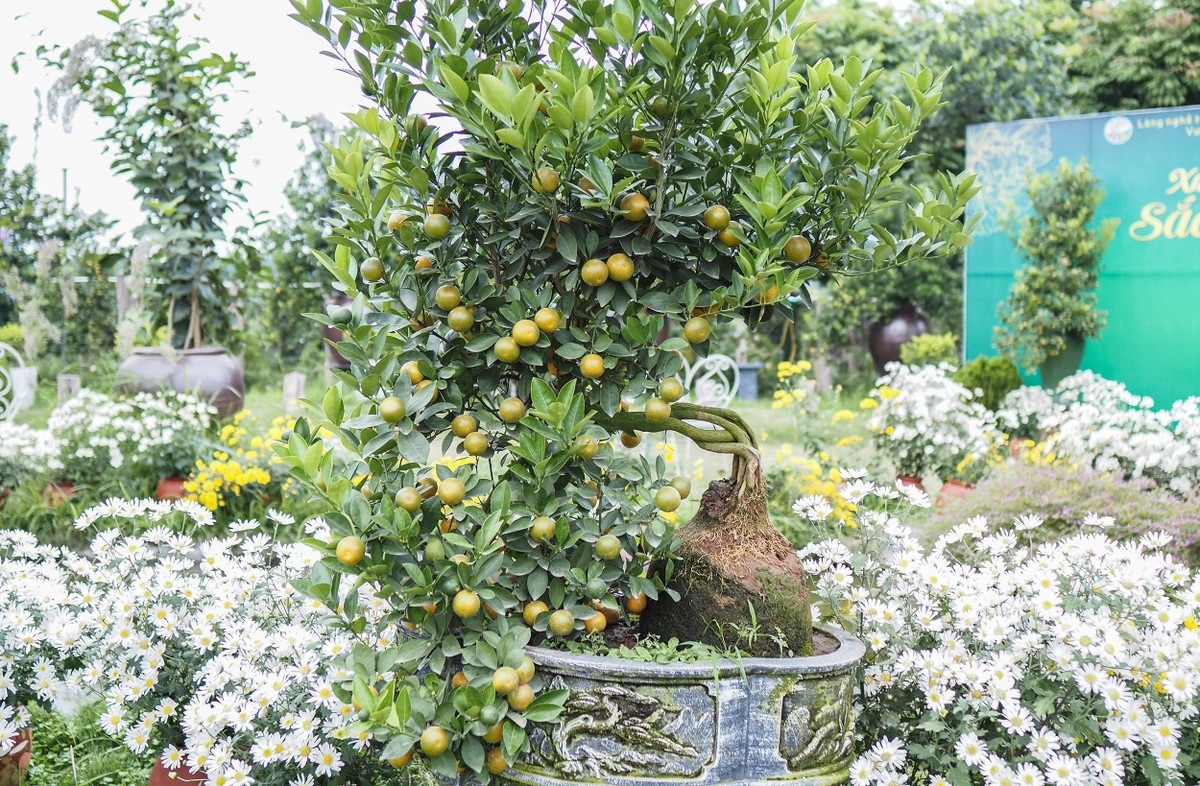 Quất mộc căn đang được nhiều người dân ưa chuộng mua về chơi vào dịp Tết 2023. Ảnh: PLO