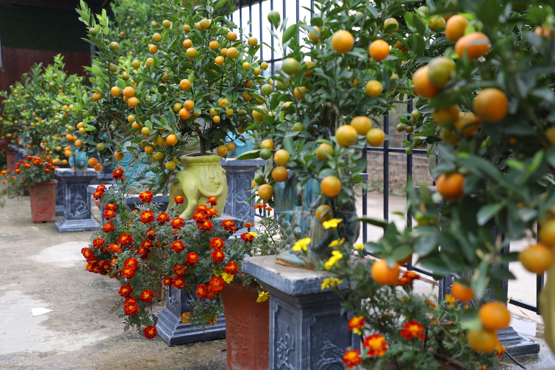 Các nhà vườn trưng bày những chậu quất thu hút sự chú ý của nhiều người.