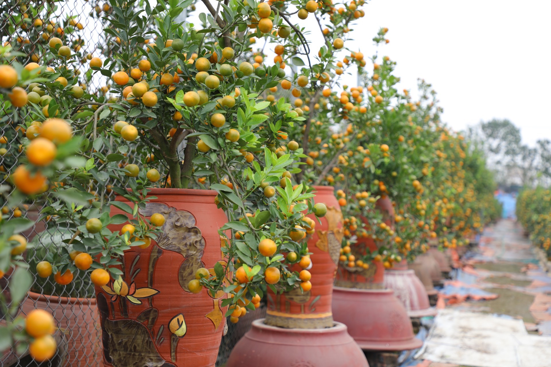 Tết Quý Mão: Chuyên gia phong thuỷ chỉ cách chọn mua quất cảnh bền đẹp để đón tài lộc