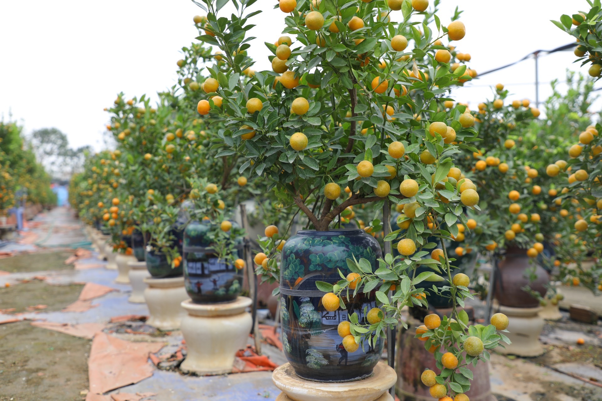 Chỉ còn nửa tháng nữa là đến Tết Nguyên đán Quý Mão 2023, các nhà vườn đã chuẩn bị nhiều mẫu quất độc đáo. Ảnh: FB