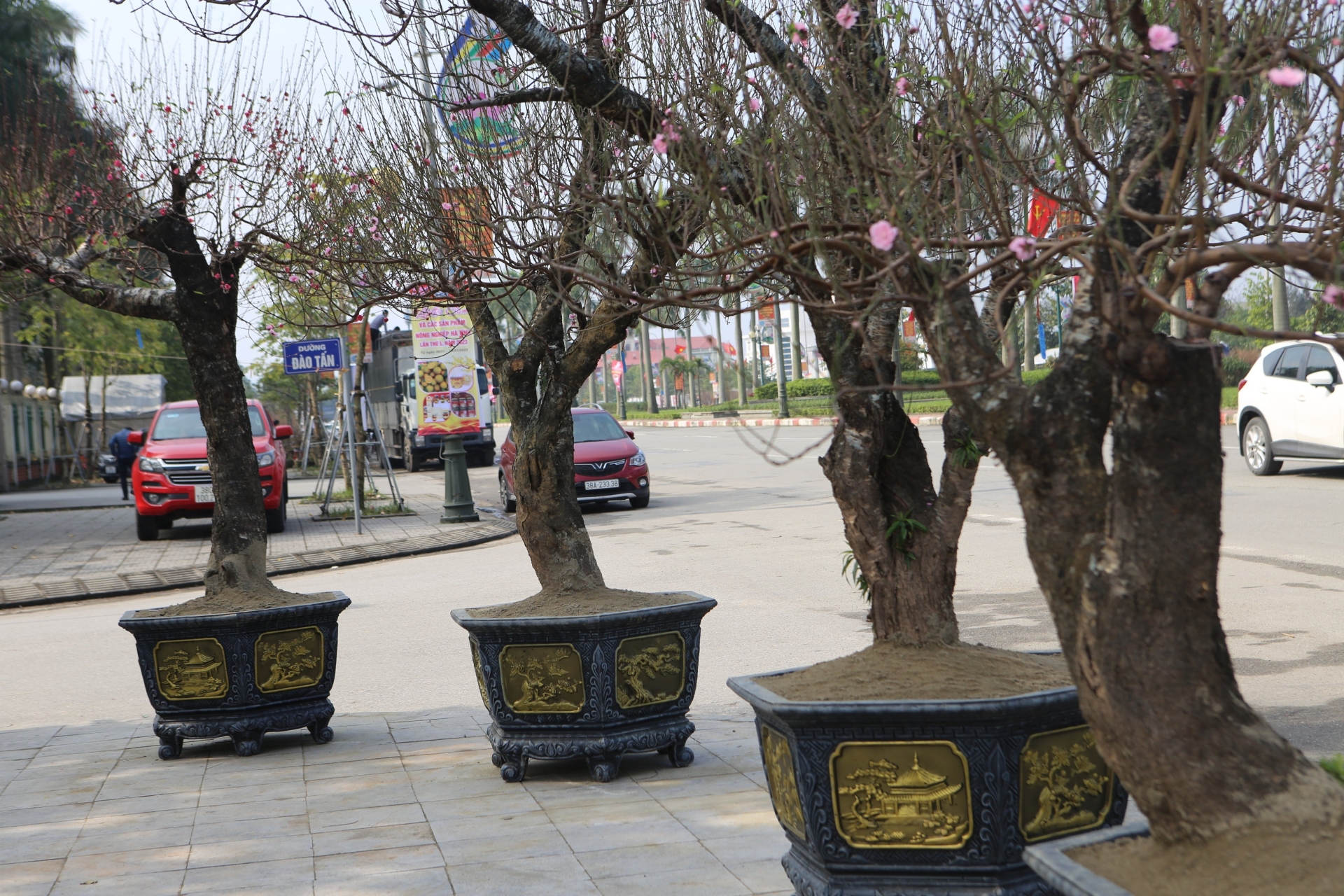 Những gốc đào “khủng” có tuổi đời hàng chục năm…