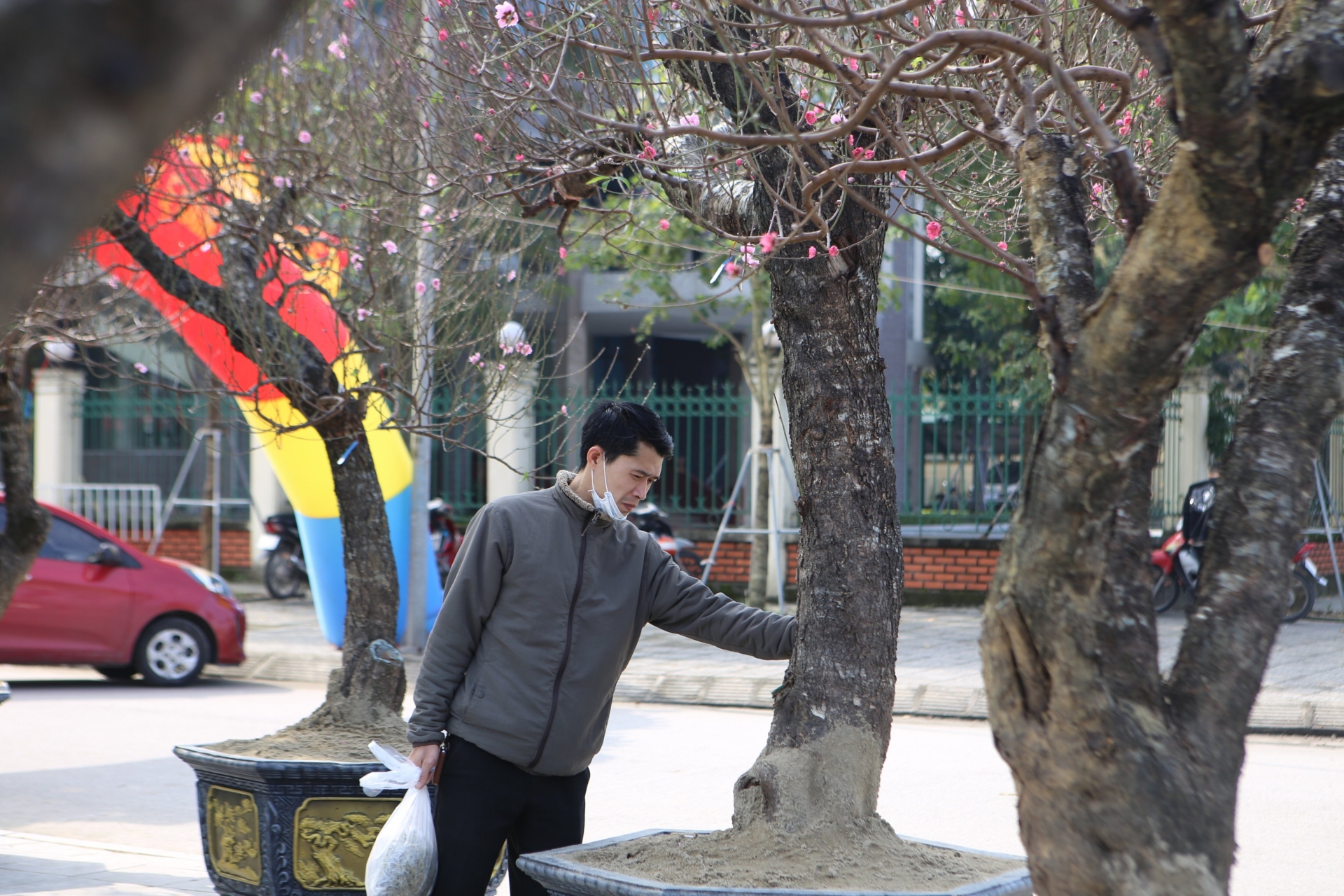 ... đủ kích cỡ, hình dáng, tuổi thọ... trồng trong chậu lớn, được chủ cây bán với giá từ 17-30 triệu đồng.