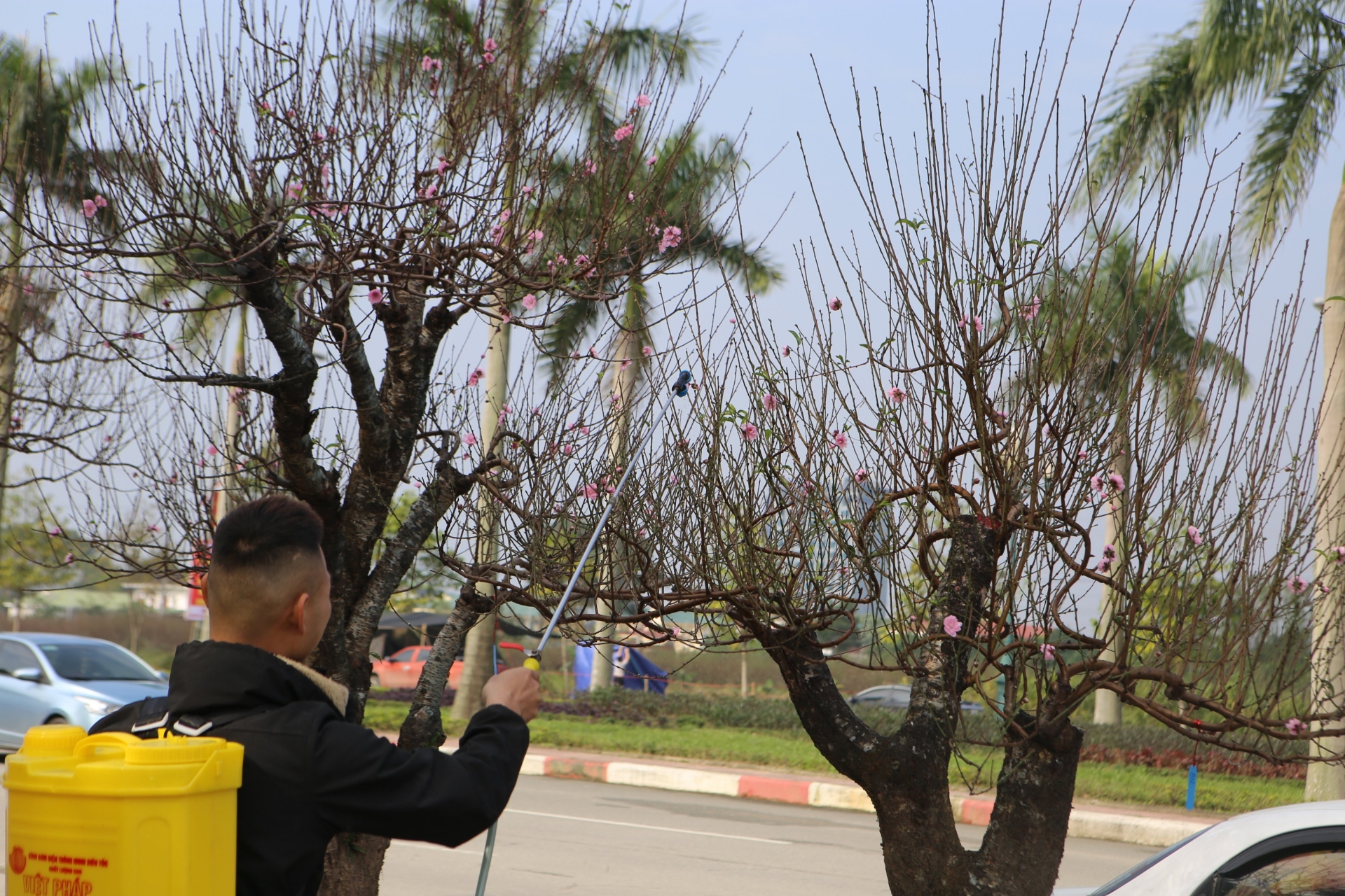 Thời tiết khô hanh, chủ cây phải tưới thường xuyên để cấp ẩm và dưỡng hoa cho những gốc đào “khủng”.