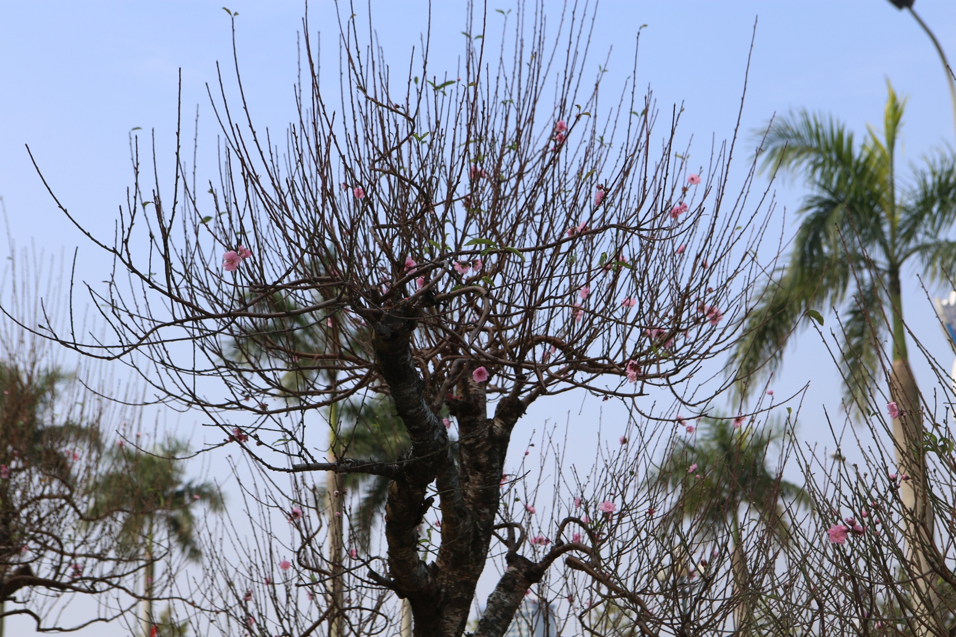 Những gốc đào sây nụ, chờ Tết bung nở…