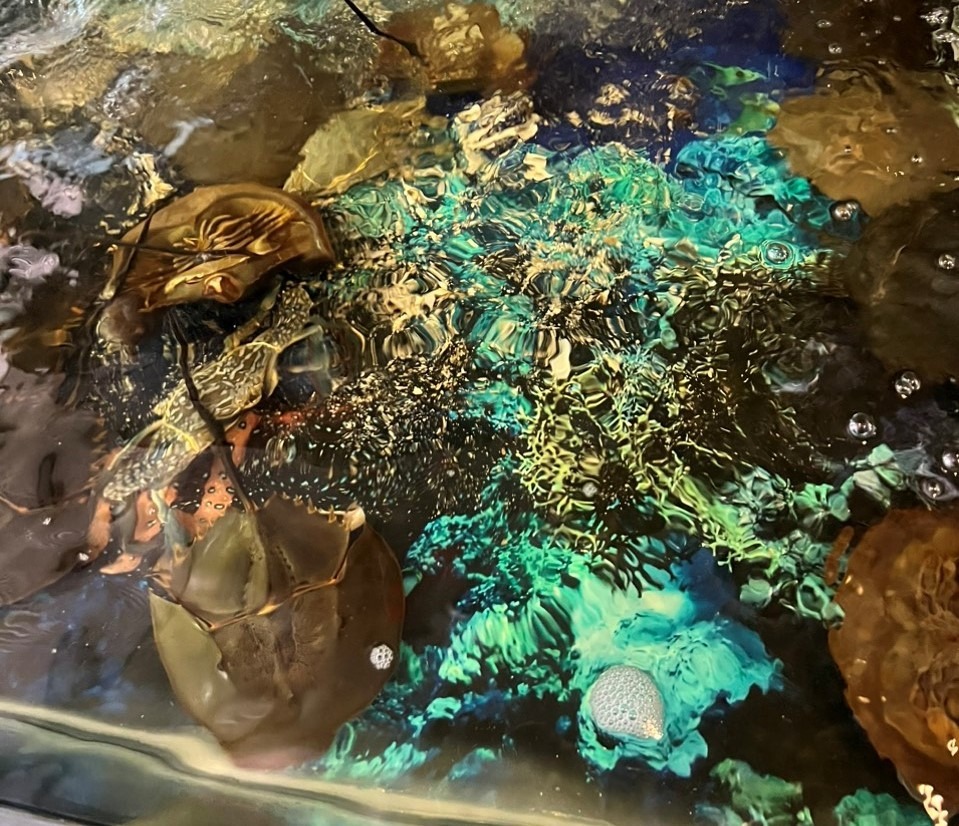 Bể chứa sam biển được ghi nhận tại quán. Ảnh: CA.