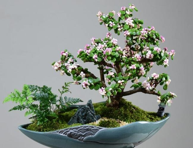 3 loại cây trồng càng lâu càng giàu, cây số 1 nhiều nhà hiếm muộn phải thử liền - Ảnh 2 3 loại cây trồng càng lâu càng giàu, cây số 1 nhiều nhà hiếm muộn phải thử liền - Ảnh 2