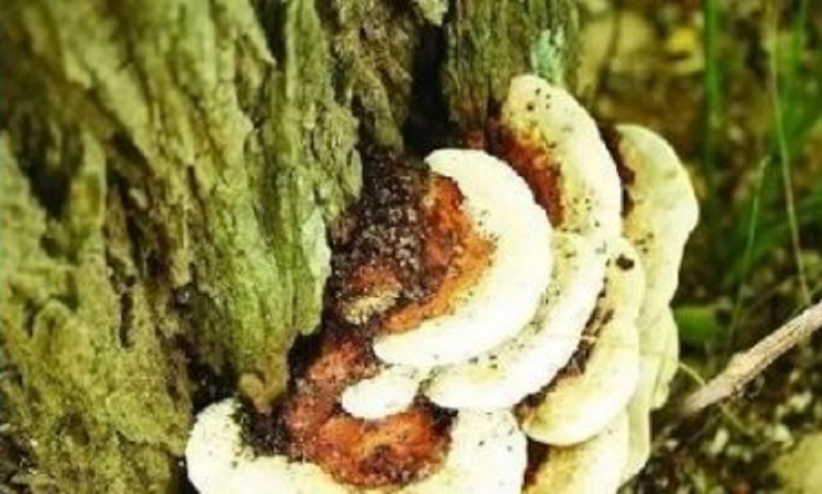 Trên cây hòe mọc ra thứ này, hái bán đổi đời trong tích tắc