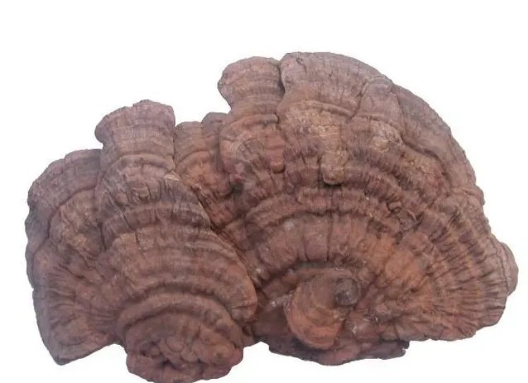 Trên cây hòe mọc ra thứ này, hái bán đổi đời trong tích tắc