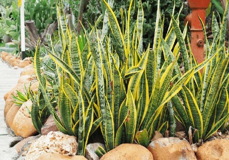 Có thờ có thiêng, có kiêng có lành: 5 loại cây xua đuổi tà mà, trừ âm khí quấy phá trong gia đình 2 Có thờ có thiêng, có kiêng có lành: 5 loại cây xua đuổi tà mà, trừ âm khí quấy phá trong gia đình 2