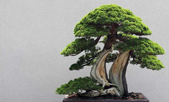 Có thờ có thiêng, có kiêng có lành: 5 loại cây xua đuổi tà mà, trừ âm khí quấy phá trong gia đình 5 Có thờ có thiêng, có kiêng có lành: 5 loại cây xua đuổi tà mà, trừ âm khí quấy phá trong gia đình 5