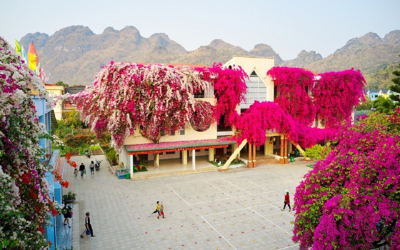 Toàn bộ mặt trước khu nhà 3 tầng của trường mầm non được phủ kín bởi giàn hoa giấy màu hồng và trắng.