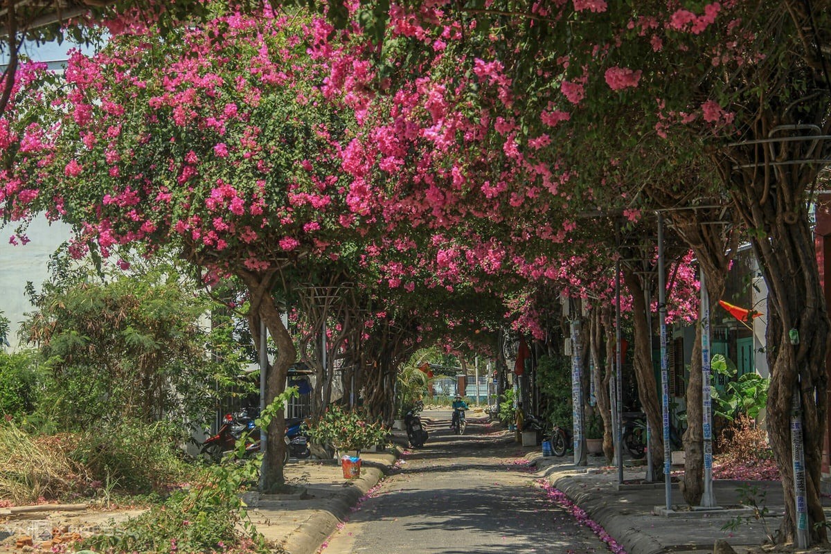 Để trồng cây hoa giấy leo giàn thì cần trồng dưới đất, nơi có không gian rộng và tiến hành cắt tỉa thường xuyên.