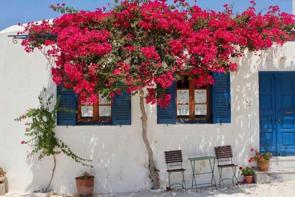 Chiết xuất từ ​​hoa và lá của hoa giấy có thể được sử dụng như một phương thuốc tự nhiên chữa bệnh viêm trong ruột bởi các hợp chất hóa học trong loại hoa này có tác dụng bảo vệ và làm dịu ruột.