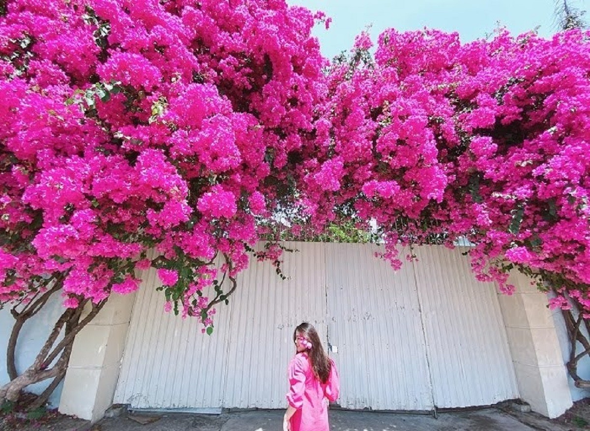 Tiêu thụ trà từ hoa giấy cũng giúp duy trì sự cân bằng của cholesterol, giảm nguy cơ mắc bệnh tiểu đường, đau tim và đột quỵ.