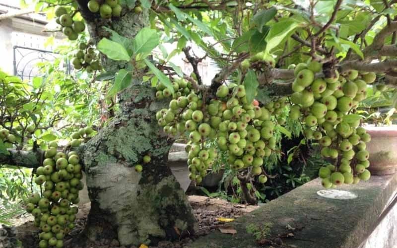 https://cdnmedia.tinmoi.vn/upload/daohoa/2023/04/19/cay-cham-soc-cay-sung-ra-qua-1681873022-1001524.jpg https://cdnmedia.tinmoi.vn/upload/daohoa/2023/04/19/cay-cham-soc-cay-sung-ra-qua-1681873022-1001524.jpg
