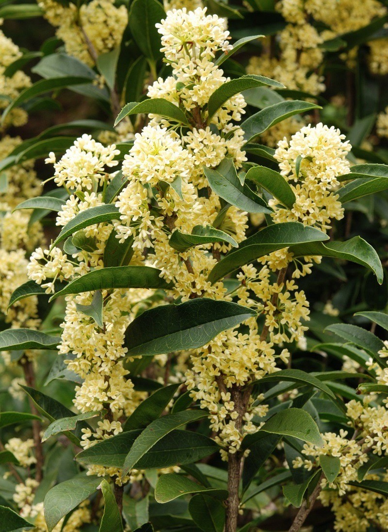 Cây mộc hương là một loài thực vật có hoa trong họ Cúc (họ Asteraceae) được dùng làm vị thuốc trong đông y. Cây mộc hương là một loài thực vật có hoa trong họ Cúc (họ Asteraceae) được dùng làm vị thuốc trong đông y.