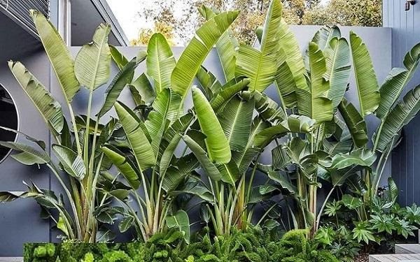 5 loài cây trồng sau nhà thì giàu có 3 đời, nhưng dễ tán gia bại sản nếu trồng sai vị trí 2 5 loài cây trồng sau nhà thì giàu có 3 đời, nhưng dễ tán gia bại sản nếu trồng sai vị trí 2