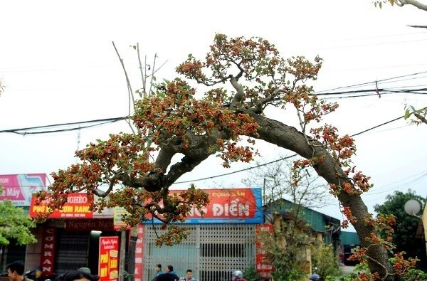 5 loài cây trồng sau nhà thì giàu có 3 đời, nhưng dễ tán gia bại sản nếu trồng sai vị trí 3 5 loài cây trồng sau nhà thì giàu có 3 đời, nhưng dễ tán gia bại sản nếu trồng sai vị trí 3