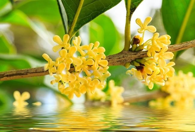 Công dụng thần kỳ của cây mộc hương, ý nghĩa phong thuỷ và cách trồng - Ảnh 1 Công dụng thần kỳ của cây mộc hương, ý nghĩa phong thuỷ và cách trồng - Ảnh 1