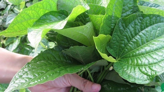 Không chỉ là gia vị quen thuộc, lá lốt còn có nhiều công dụng với sức khỏe không phải ai cũng biết - Ảnh 1 Không chỉ là gia vị quen thuộc, lá lốt còn có nhiều công dụng với sức khỏe không phải ai cũng biết - Ảnh 1
