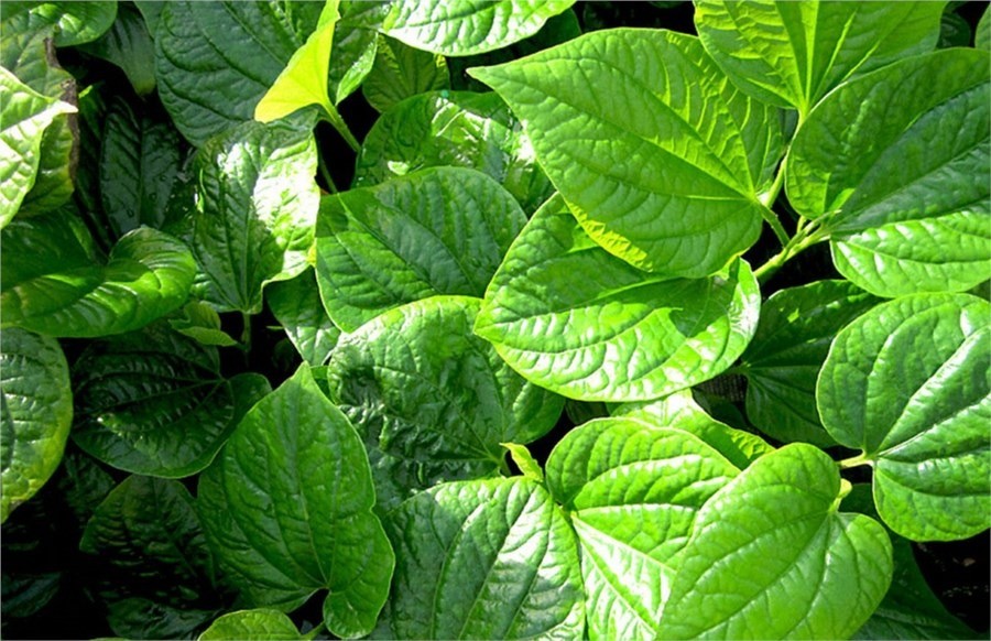 Không chỉ là gia vị quen thuộc, lá lốt còn có nhiều công dụng với sức khỏe không phải ai cũng biết 3 Không chỉ là gia vị quen thuộc, lá lốt còn có nhiều công dụng với sức khỏe không phải ai cũng biết 3